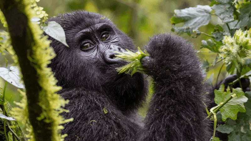 Gorilla Trekking in Uganda vs Rwanda: Cost, Permits & How to Choose (2026)