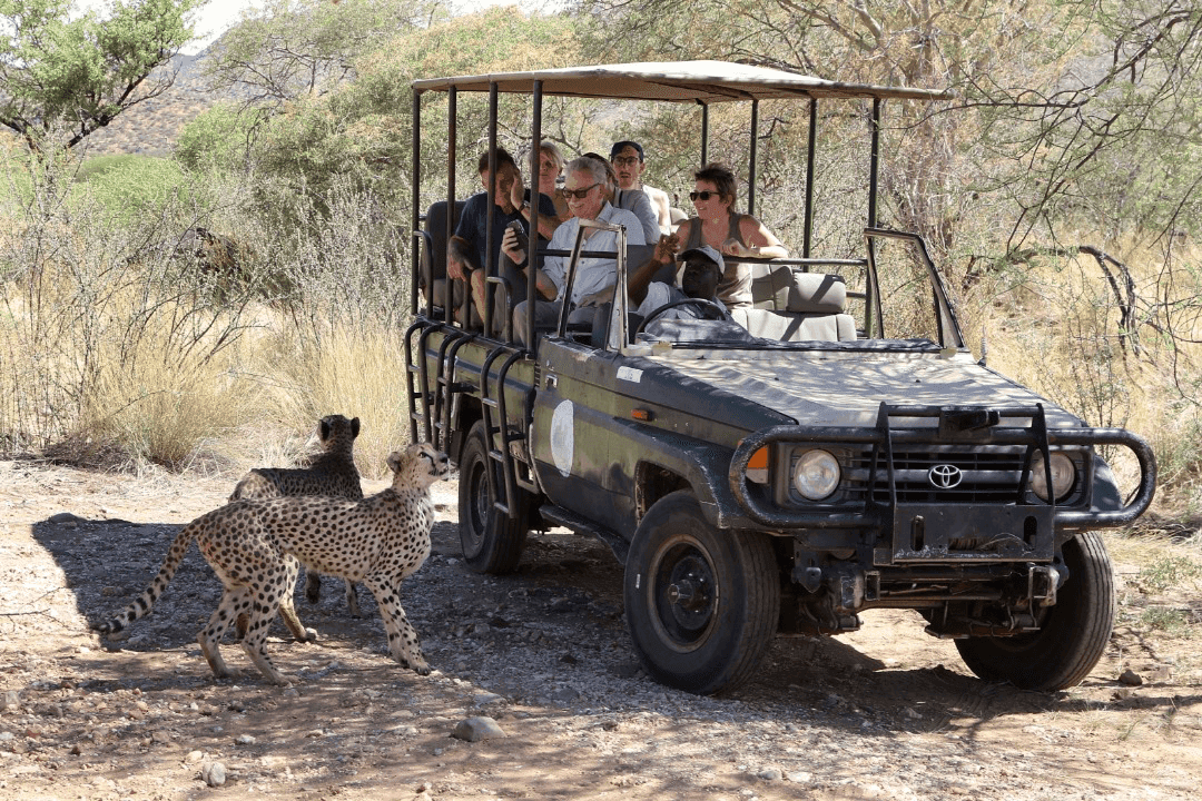 Etosha National Park Safari Guide: Self-Drive Tips & Best Camps