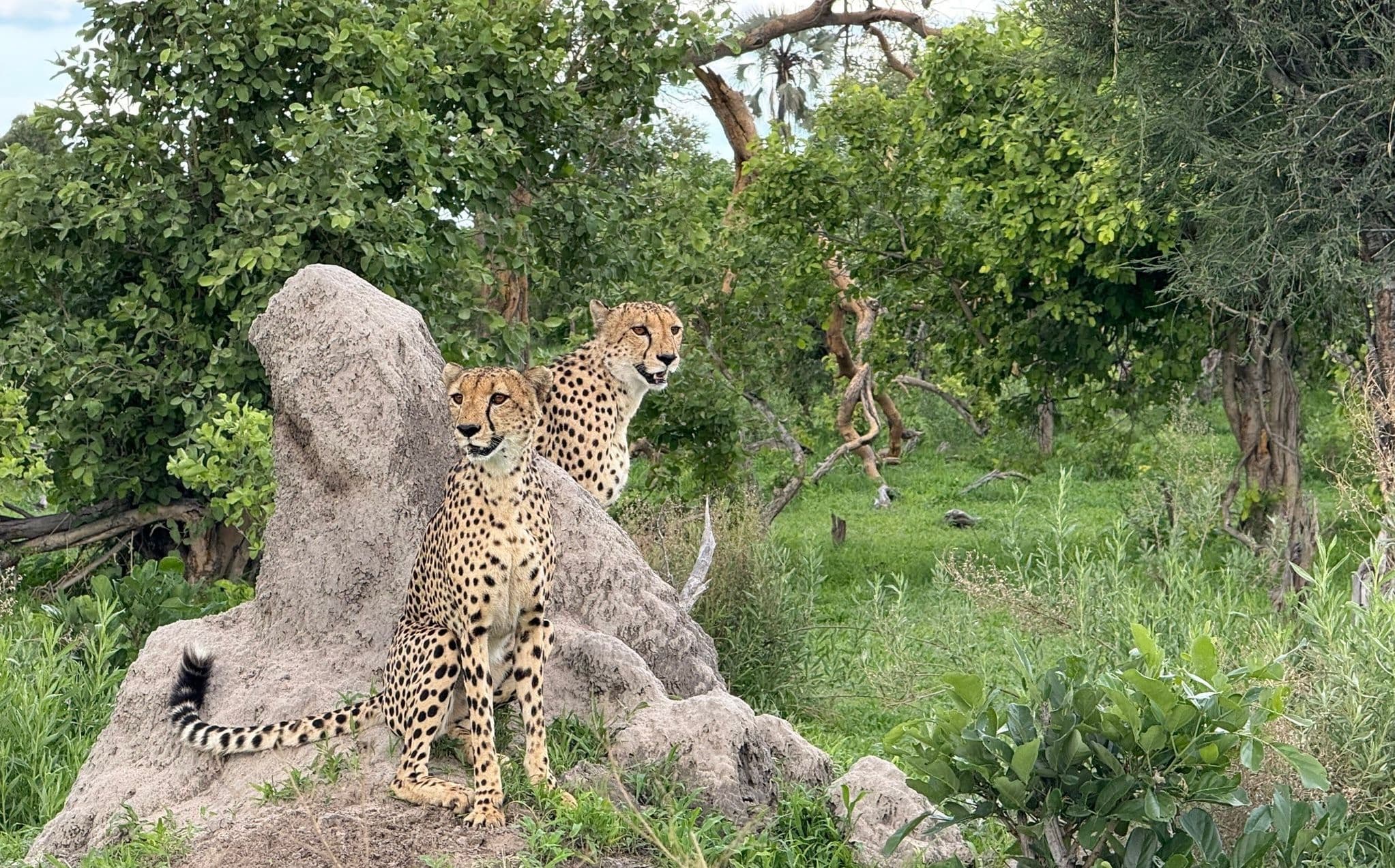 Chobe Day Trip from Victoria Falls: Is It Worth It?