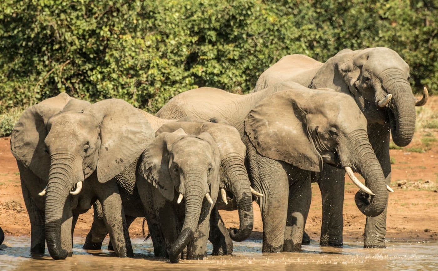 Kruger National Park vs Private Game Reserves: Which Is Better?