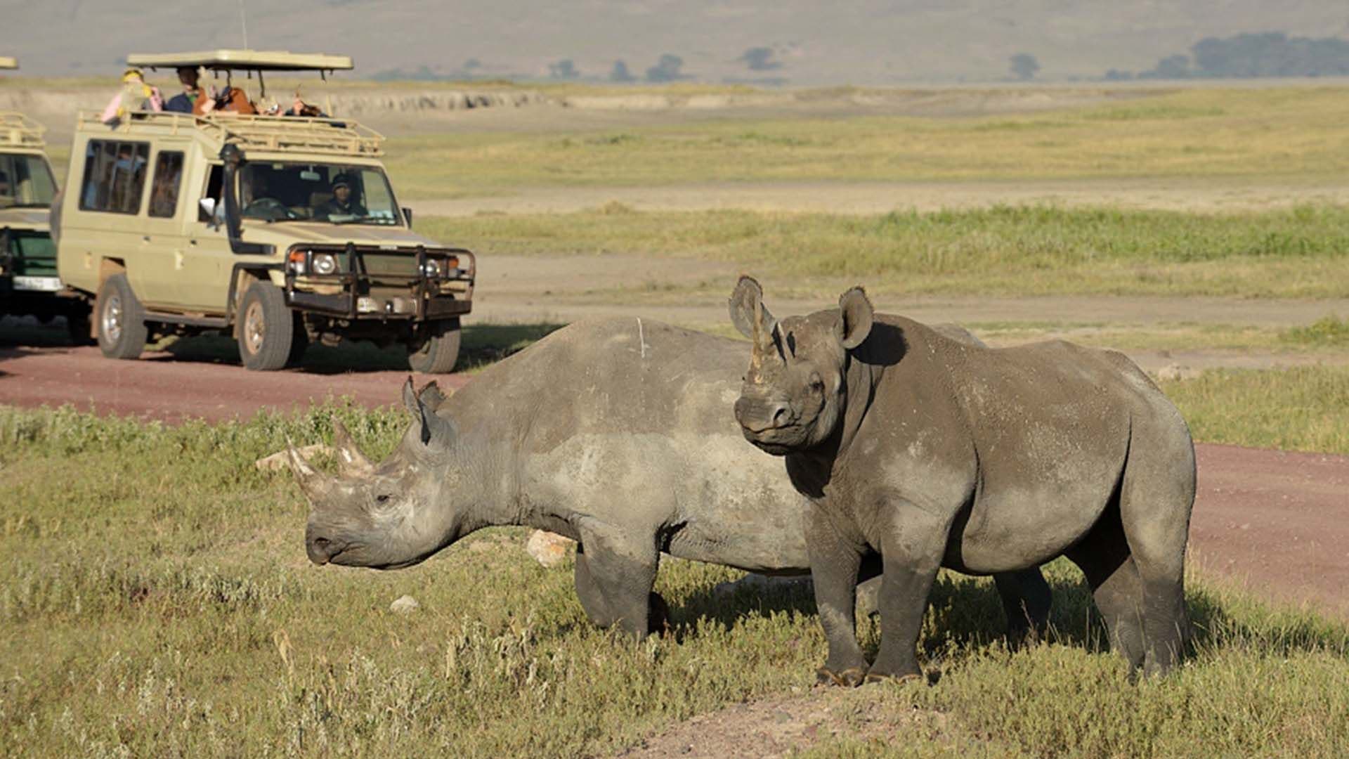 Ngorongoro Crater Safari: What to Know Before You Go
