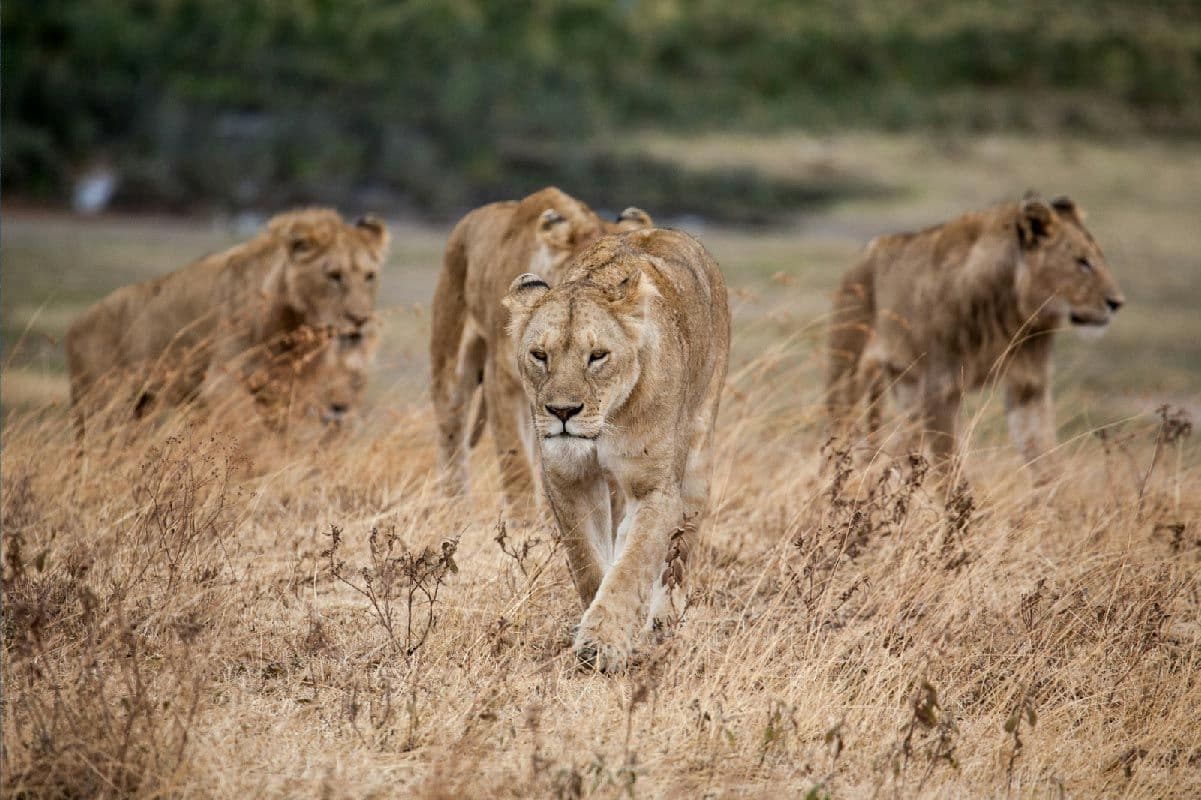 Tanzania Safari + Zanzibar: How to Combine Both in One Trip