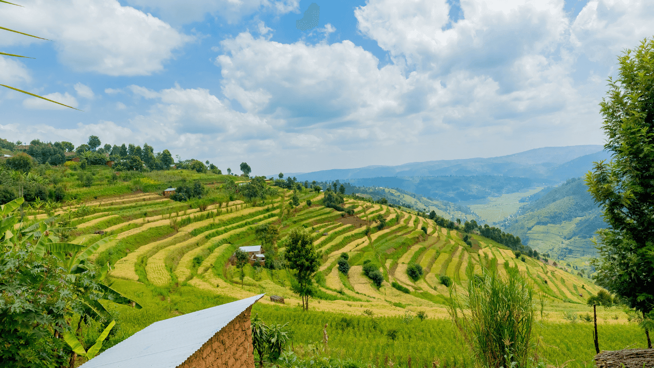 Rwanda Beyond Gorillas: Nyungwe, Akagera & Lake Kivu