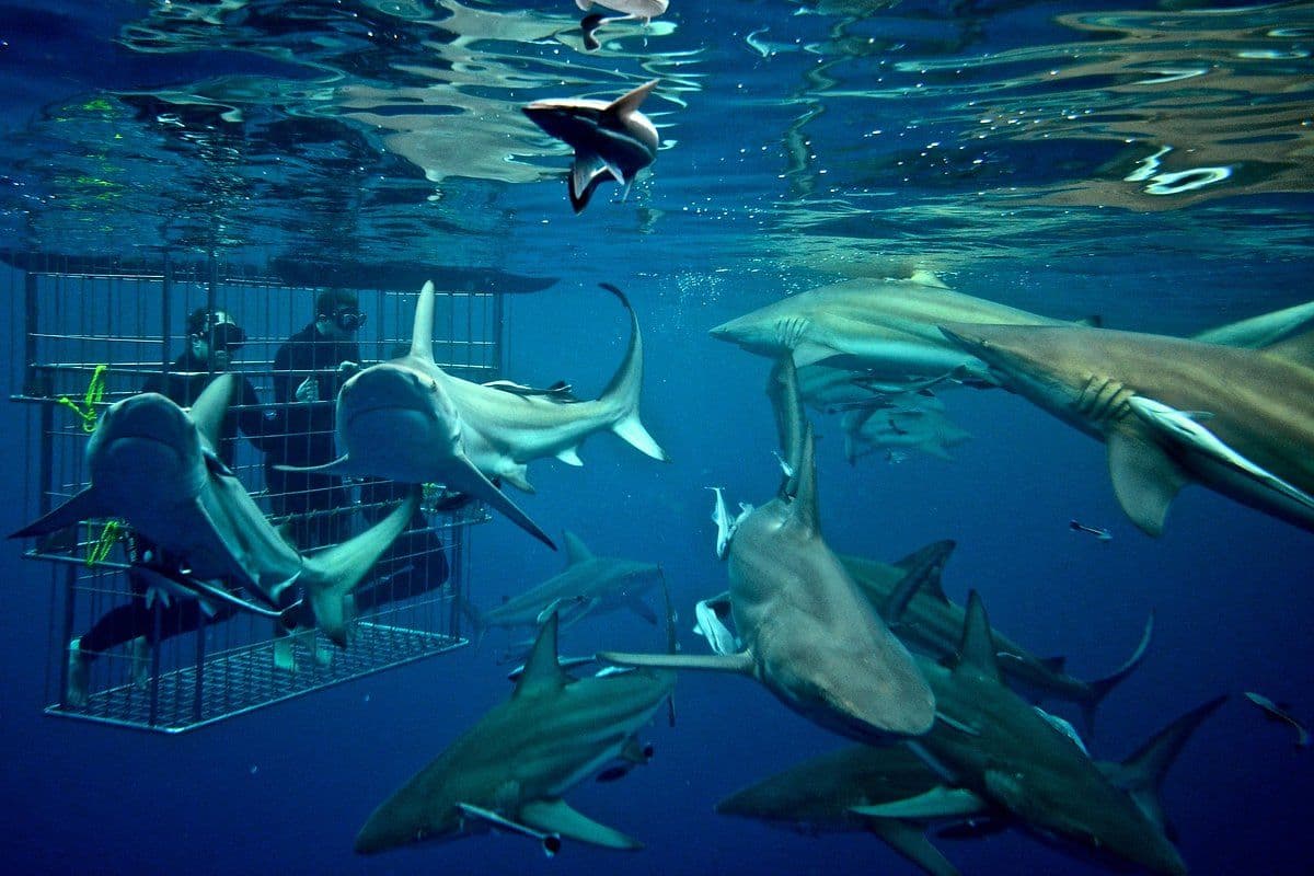 Your Africa Travel Bucket List: 20 Must-See Places & Epic Things to Do